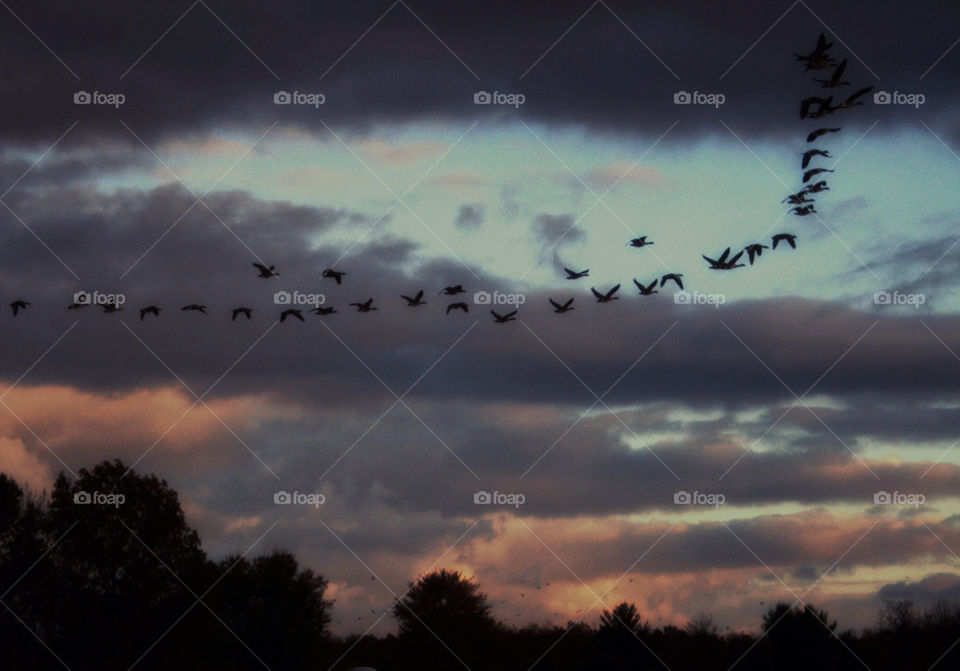 sky birds flying ducks by alicia77826