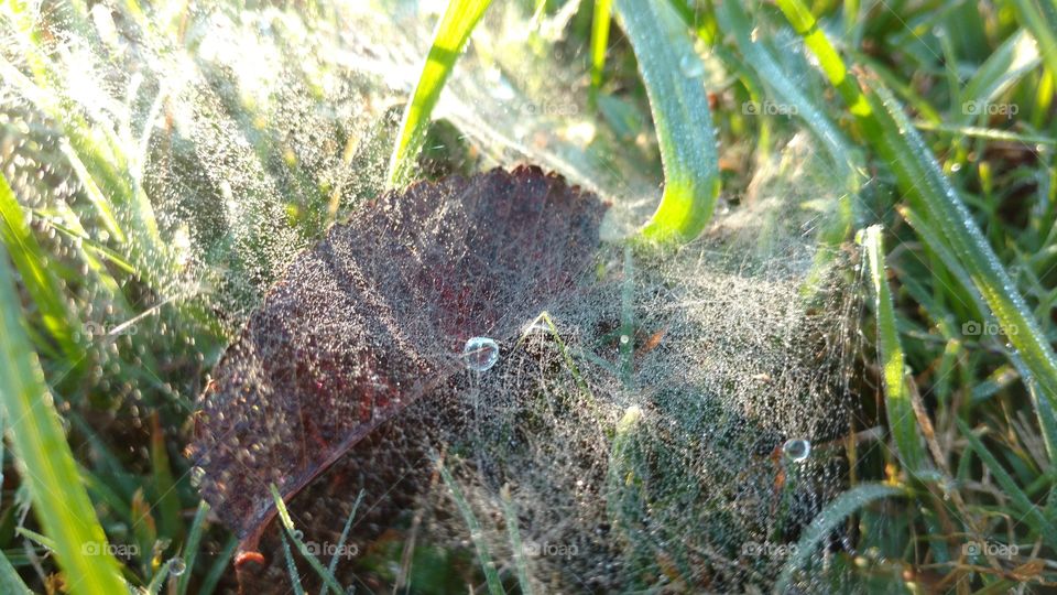 Beautiful Spiderweb