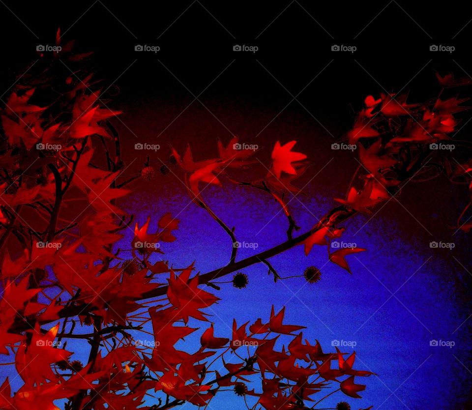 Red autumn leaves on blue