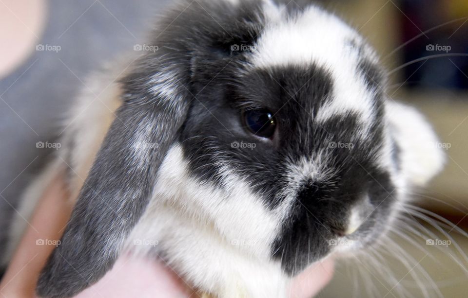 close up of a holland lop bunny being held