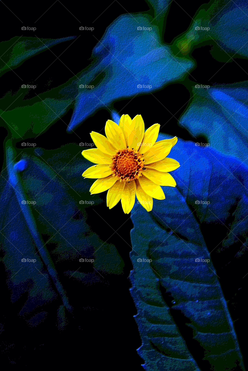 flowers nature love yucatan by javiercorrea15