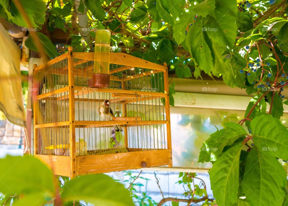 Bird in cage