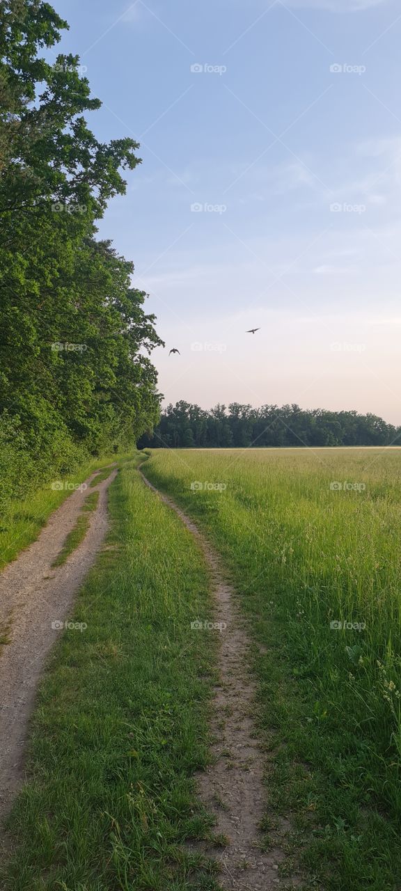 forest field birds