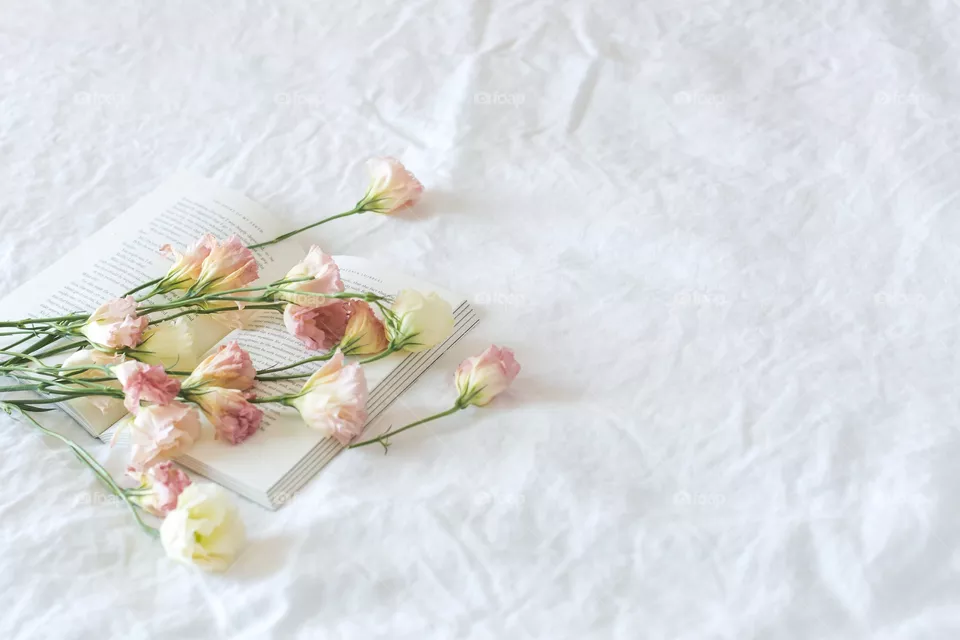 Pink and White Rose