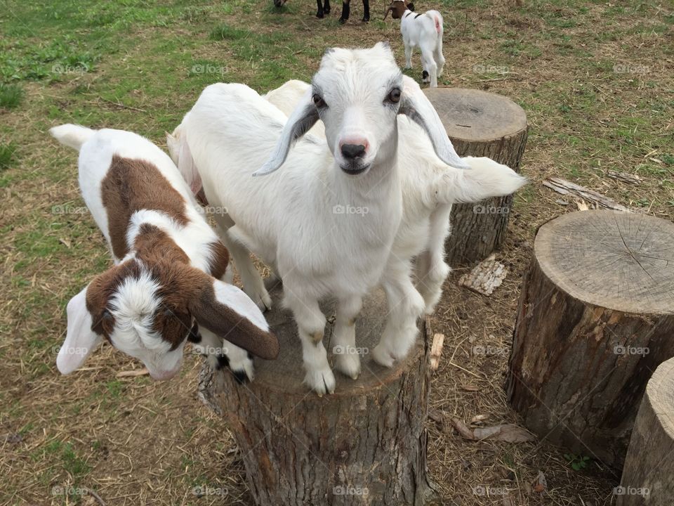 Sweet Kiko goat babies playing in the pasture 