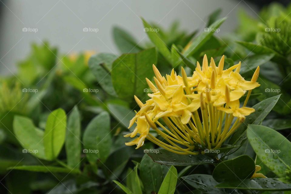 Yellow flower in the middle of green leafs