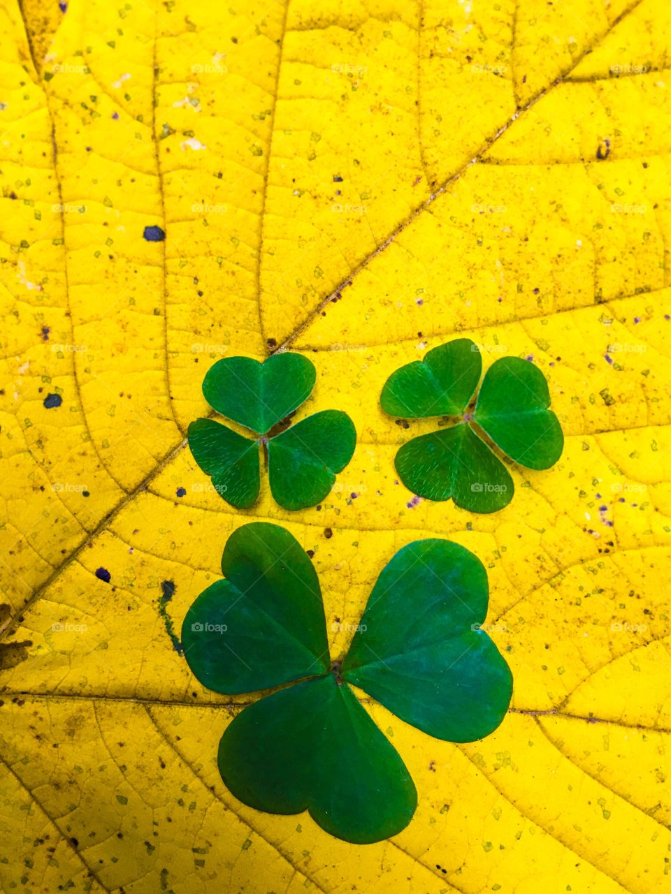 Green and yellow leaves