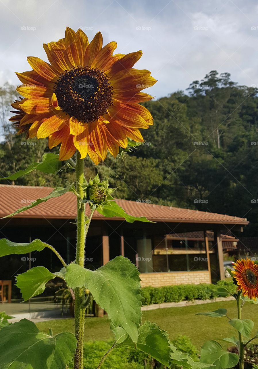 Big sunflower in front of the house