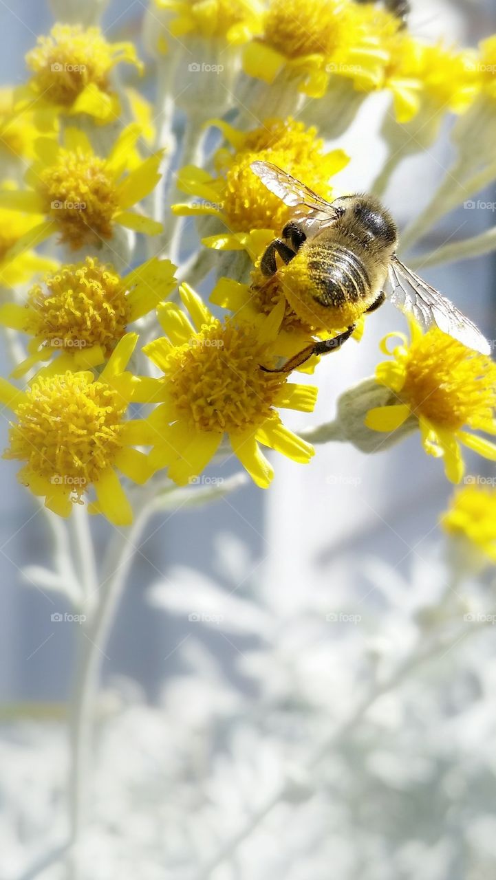 Close-up of bee on yellow flower