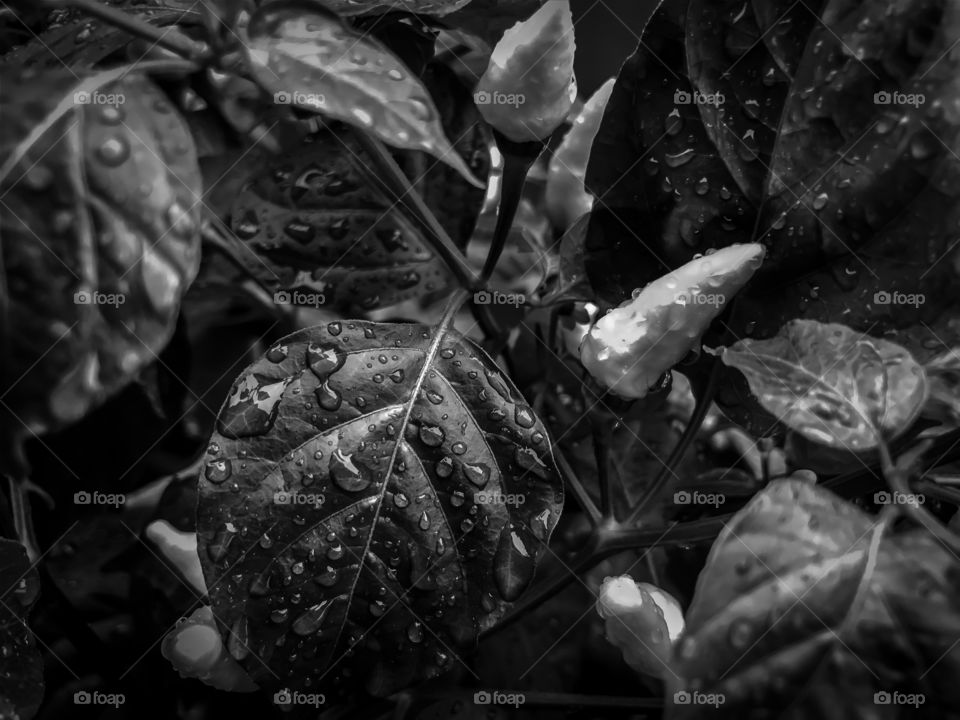 Droplets on a chili plant in black and white