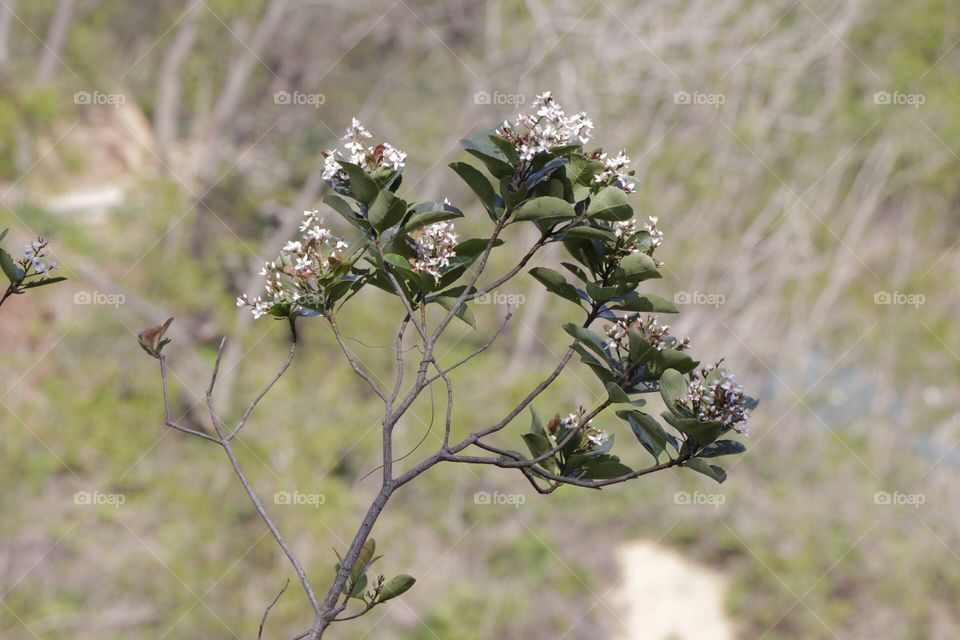 Wild flowers, blurry background, cliff, branch