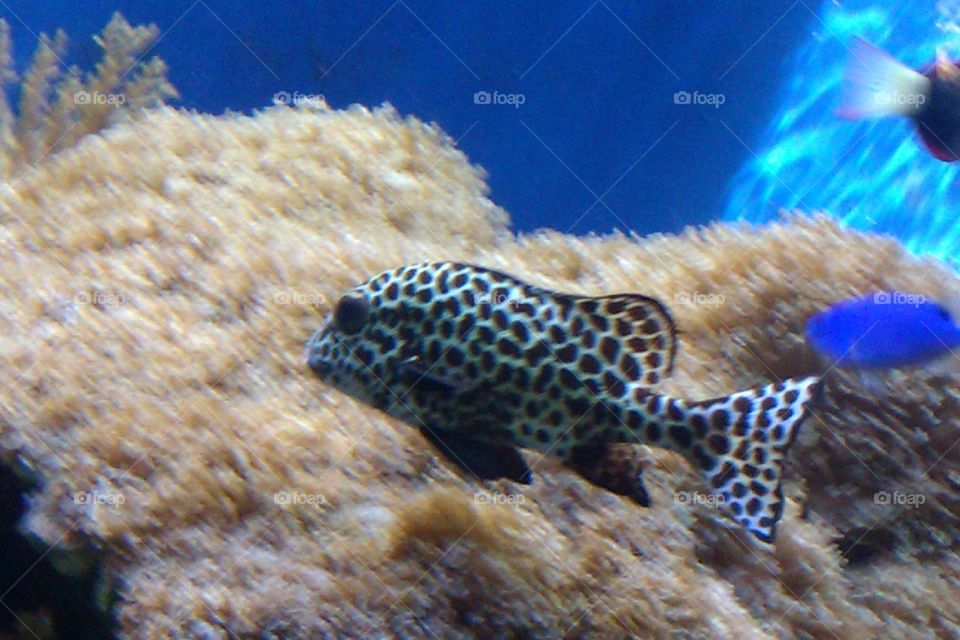 Leopard. Fish in a tank.