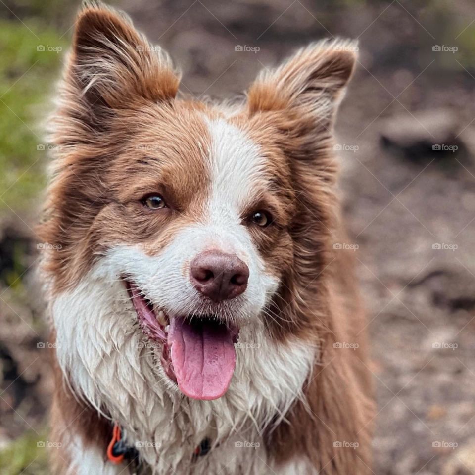 Border collie 