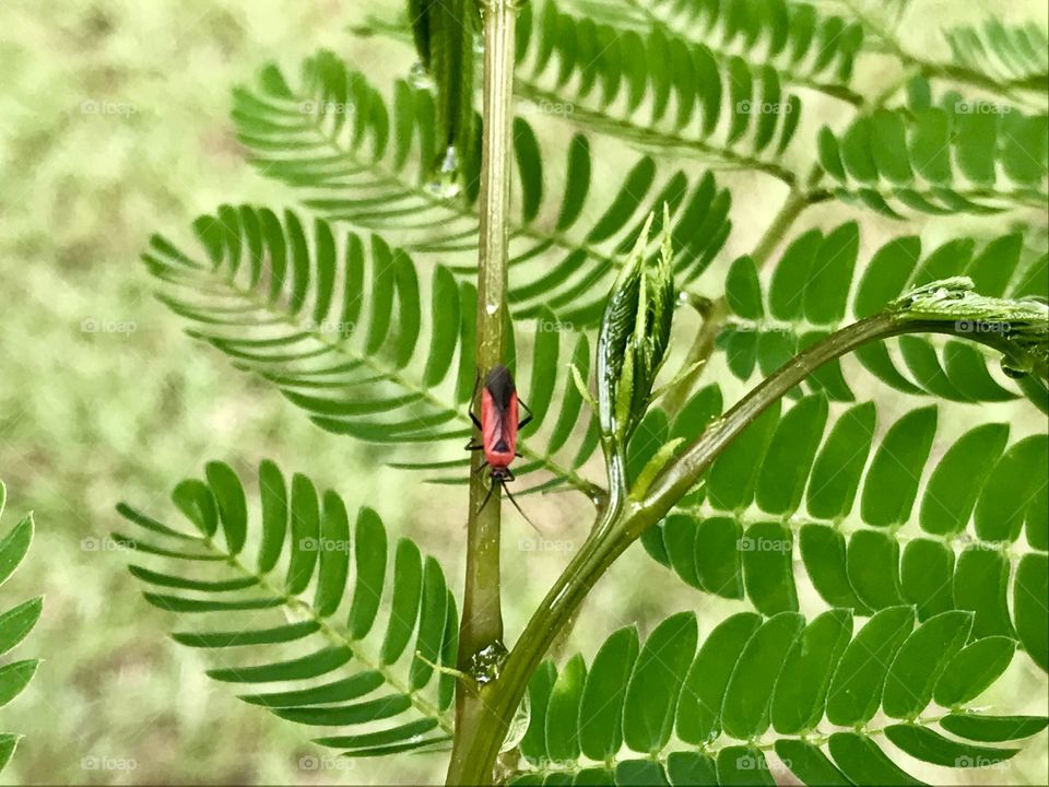 Bug on a branch