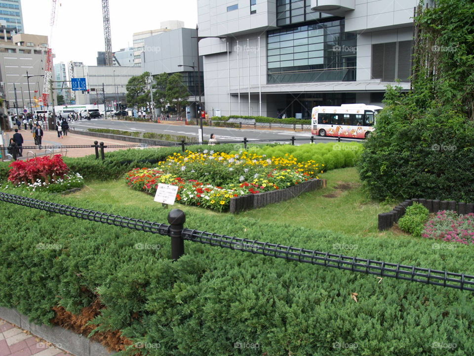 Flowers in Tokyo
