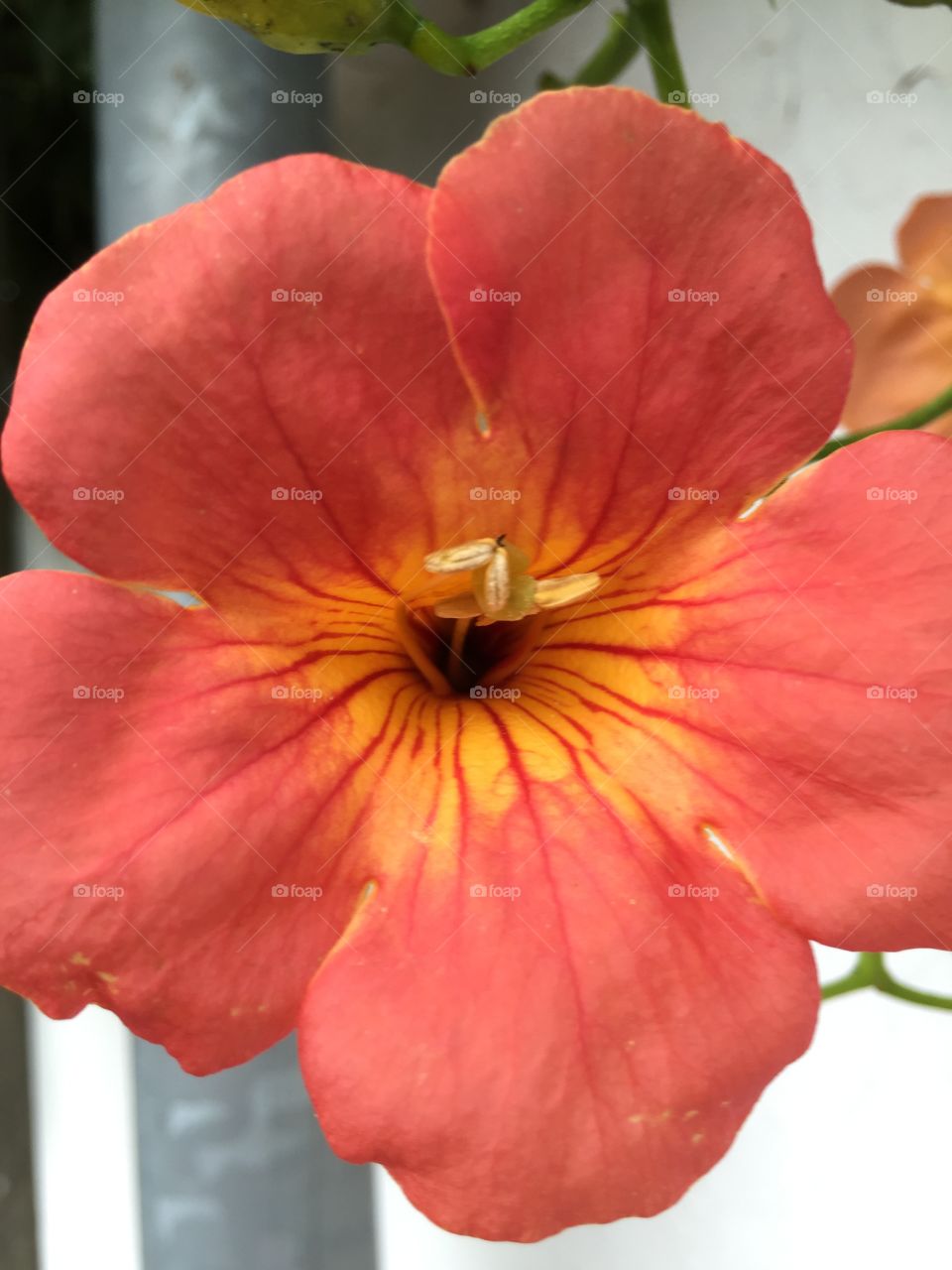 Peach orange flower blooming at oudoors