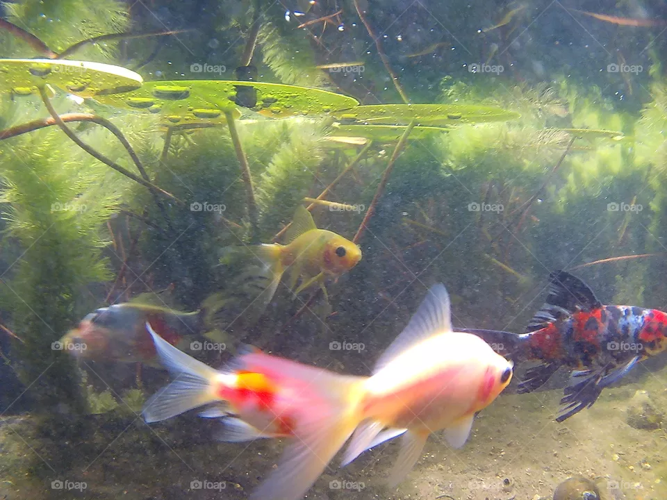 fishies