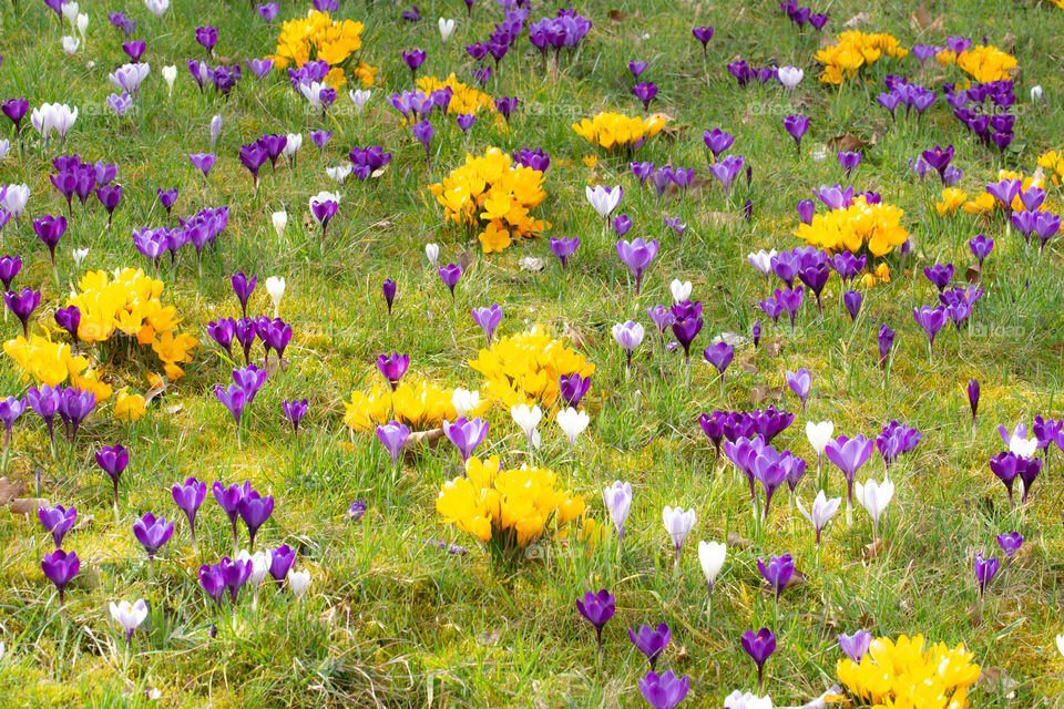 many colorful crocuses on a meadow