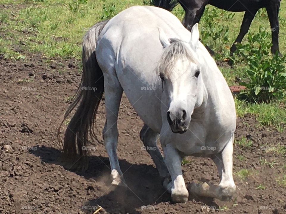 Arab renews through the legs to roll