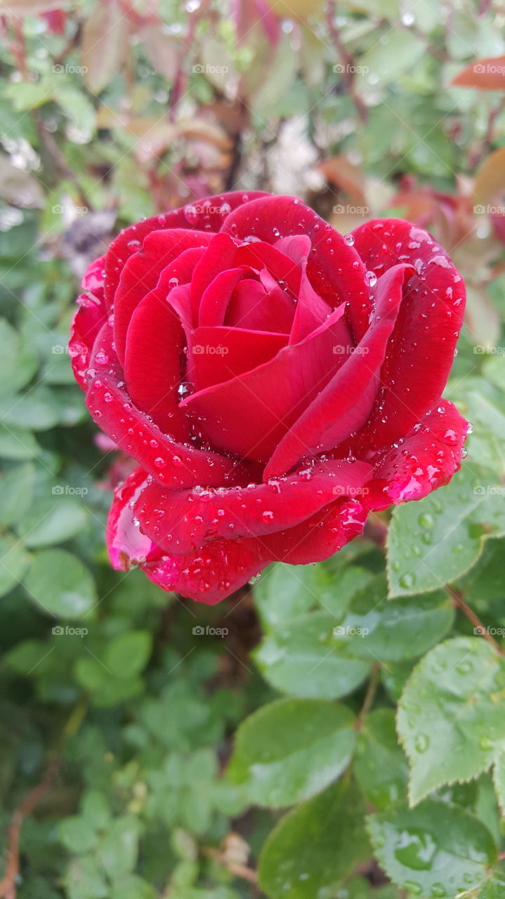 Roses sometimes need a little refreshment in the morning too.