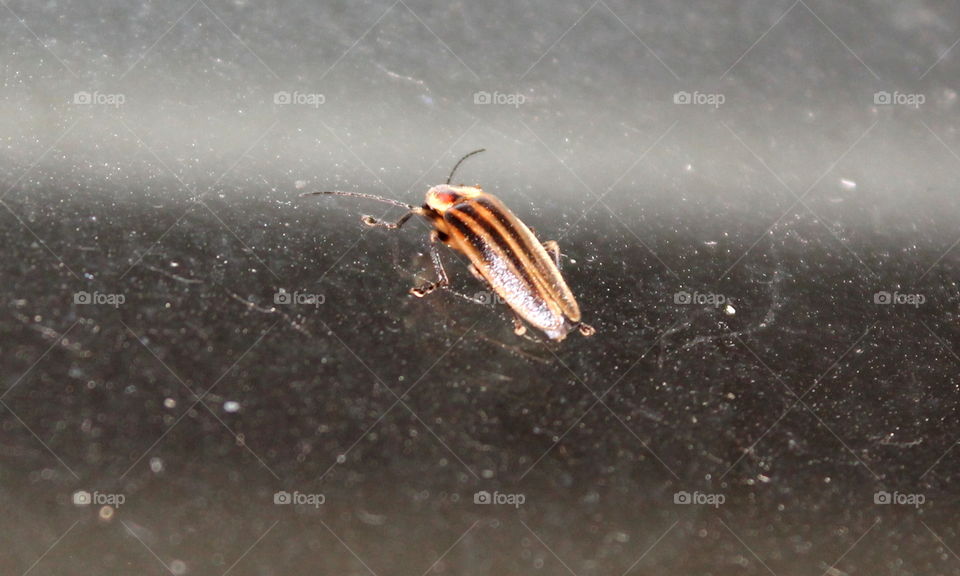 Bug on dirty glass