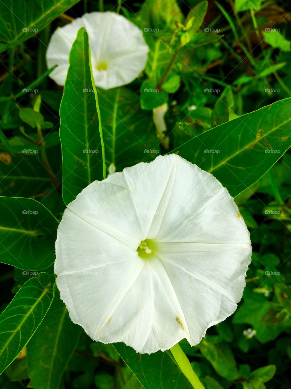 Kangkong Flower 