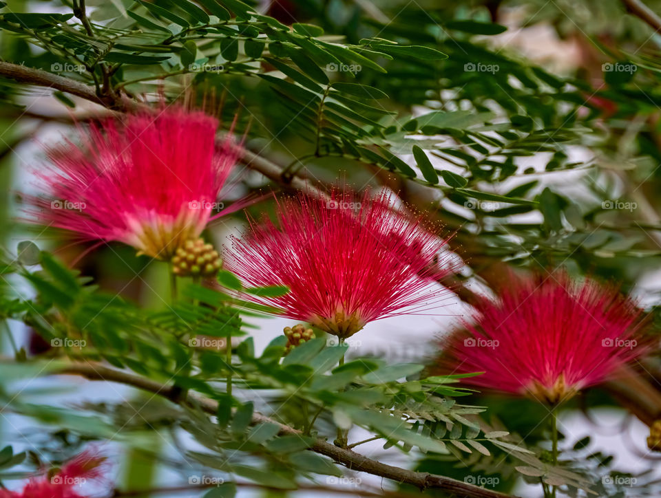 Floral photography - Persian silk tree