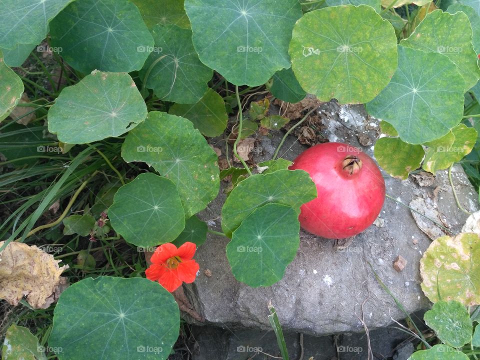 Pomegranate