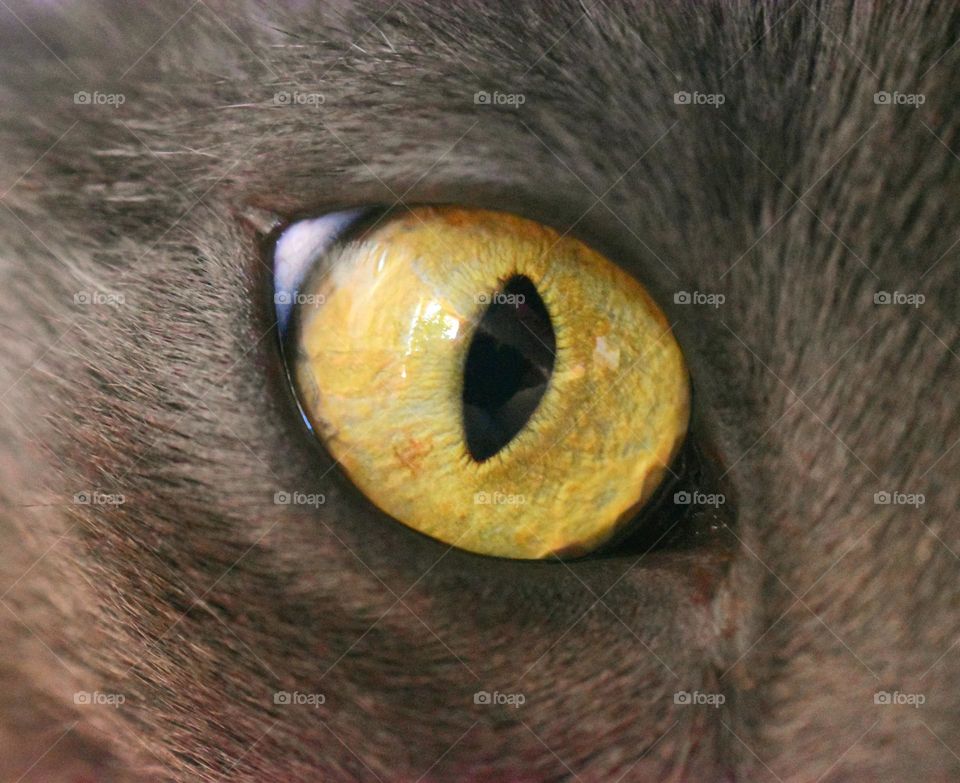 cat's eye