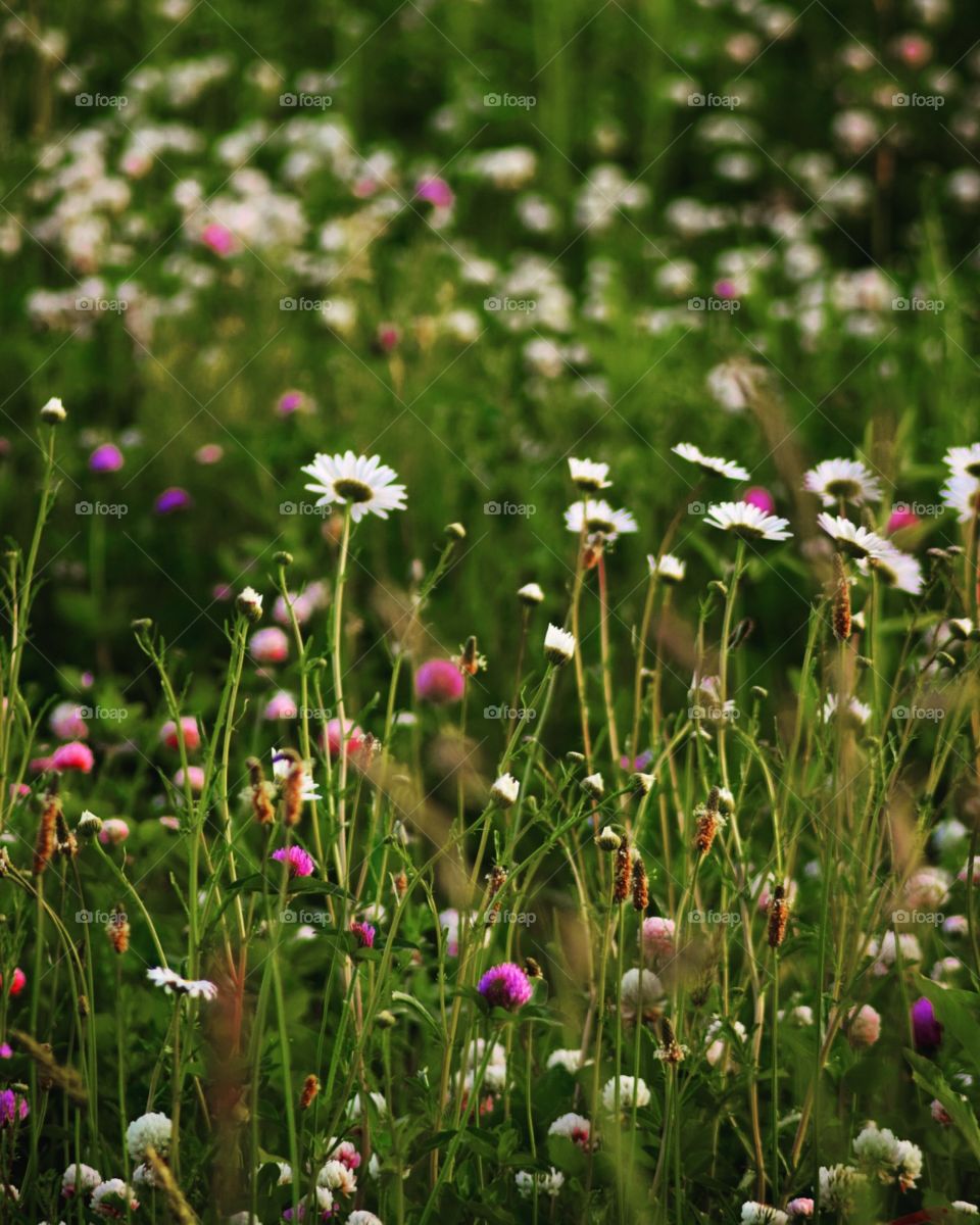 Flower, Field, Nature, Summer, Grass