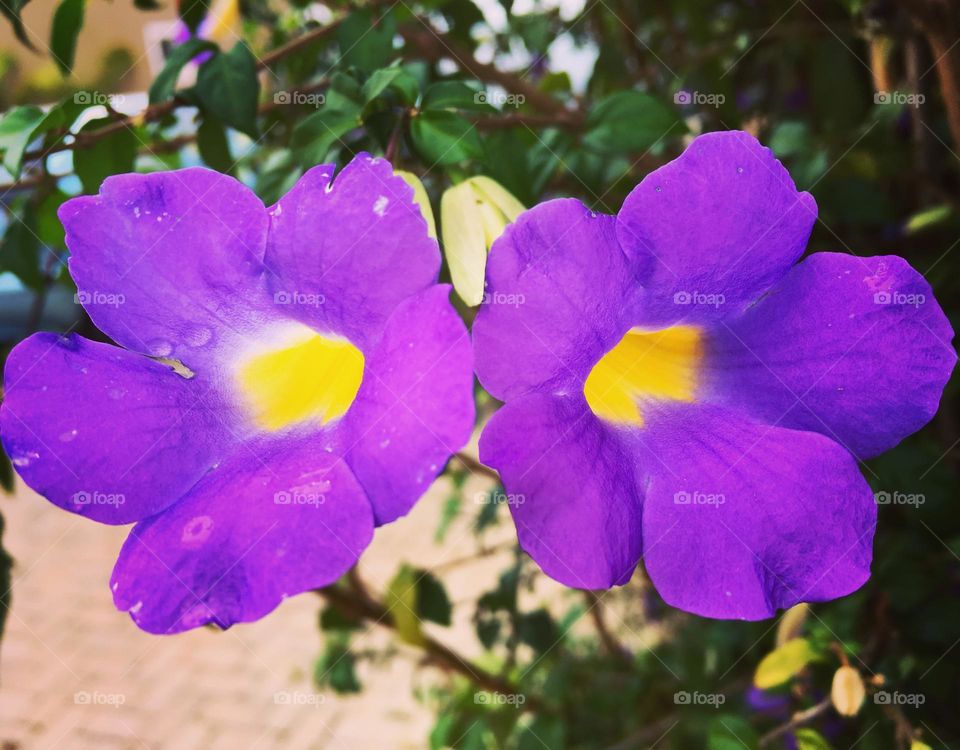 PURPLE COLOR - 🌹 🇺🇸 Very beautiful flowers to brighten our day.  Live nature and its beauty. Did you like the delicate petals? / 🇧🇷 Flores muito bonitas para alegrar nosso dia. Viva a natureza e sua beleza. Gostaram das pétalas delicadas? 