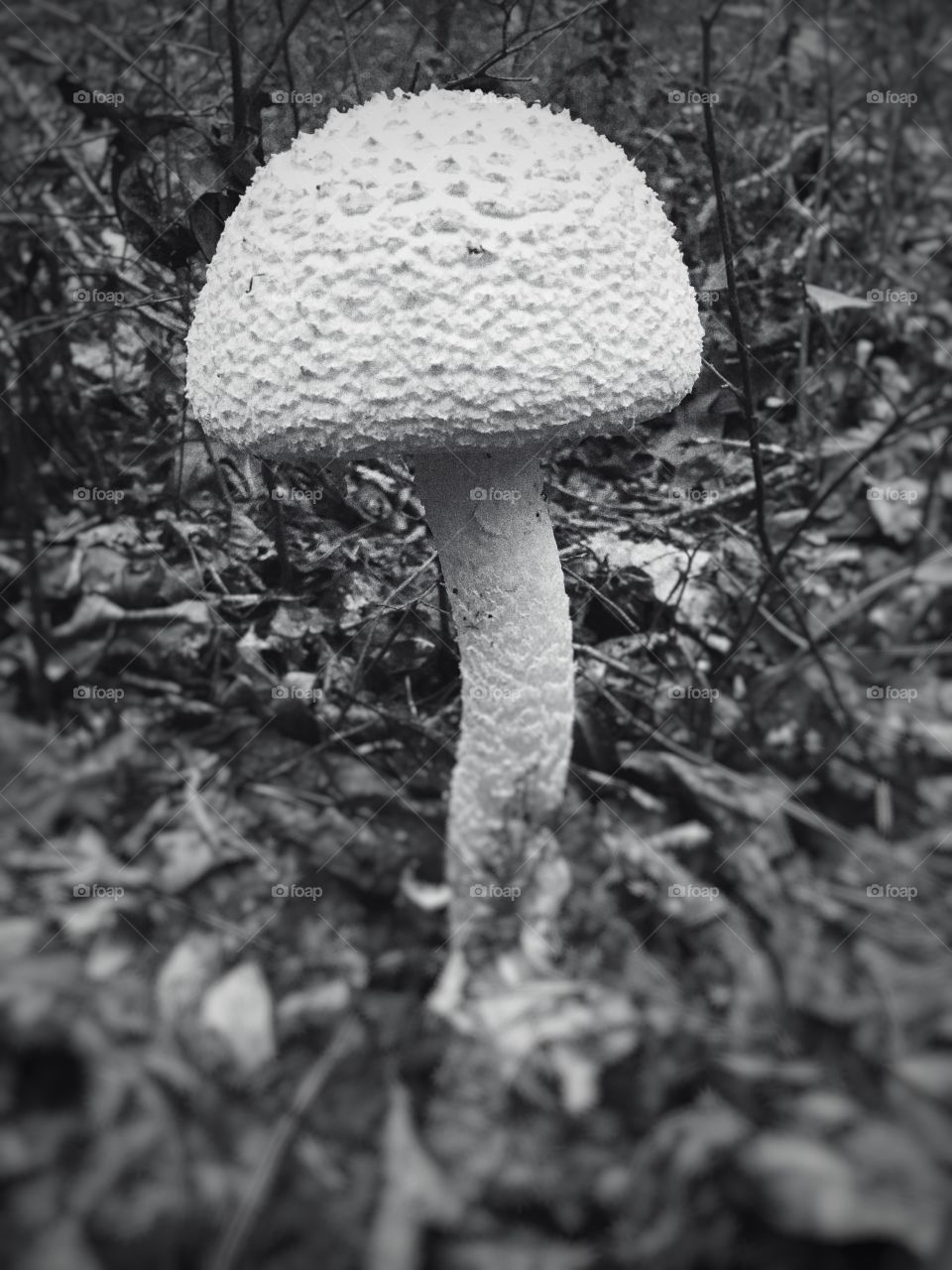 Black and white mushroom