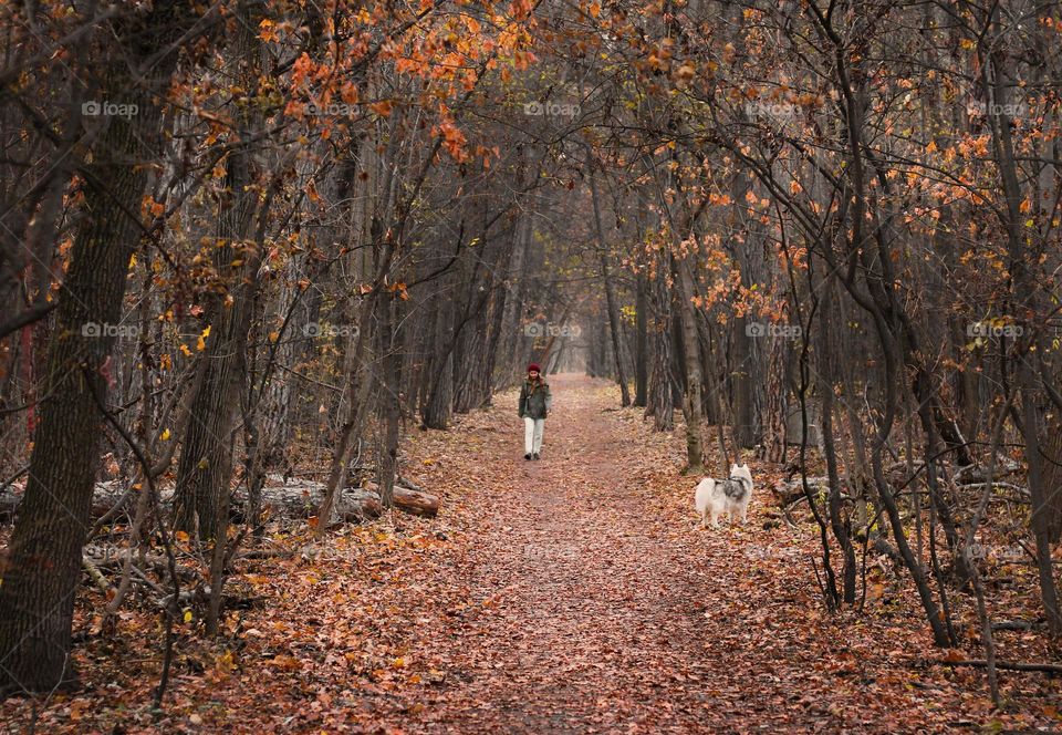 Walking dog in autumn park