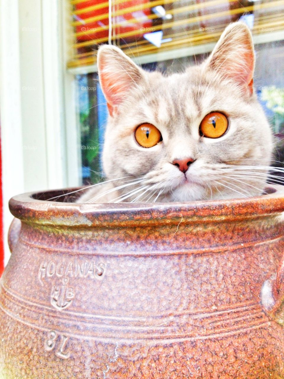 kitten in a pot