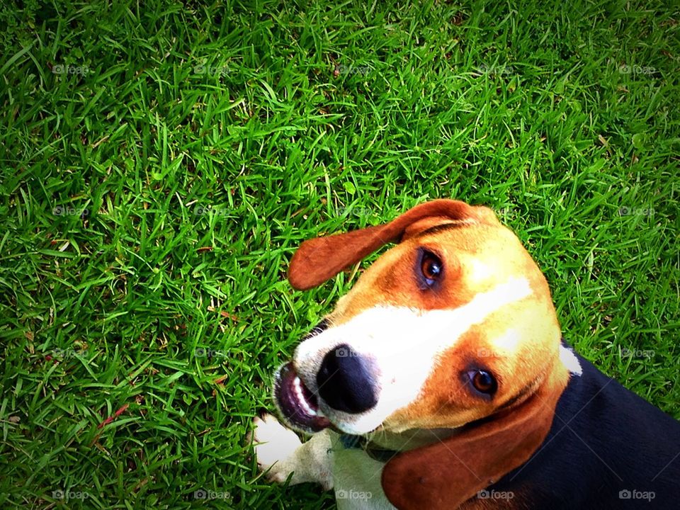 Bingo beagle smile