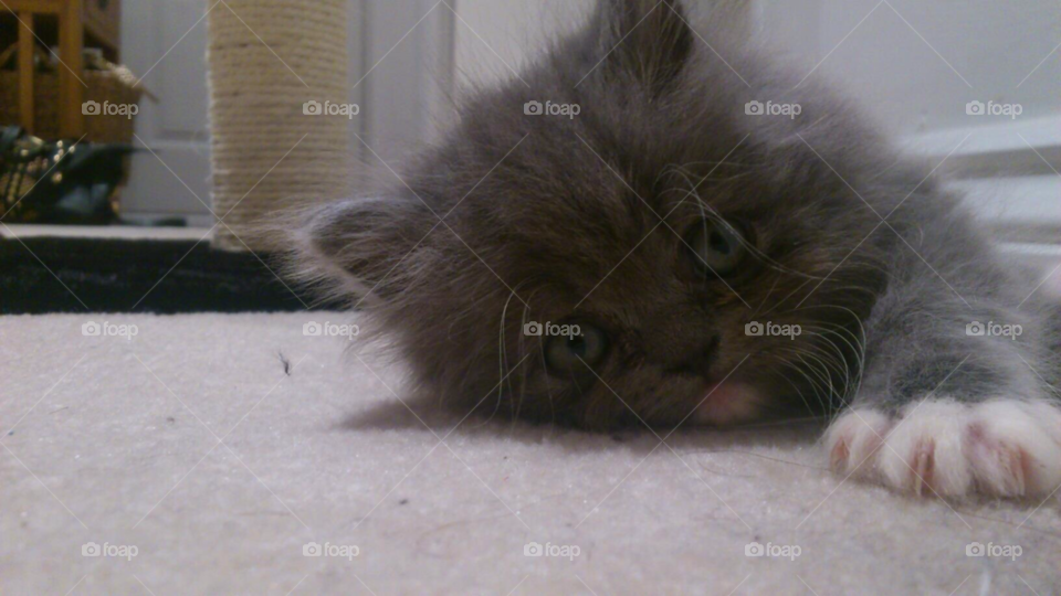 cute kitten persian kitten fluffy kitten mission by hannahmarie24