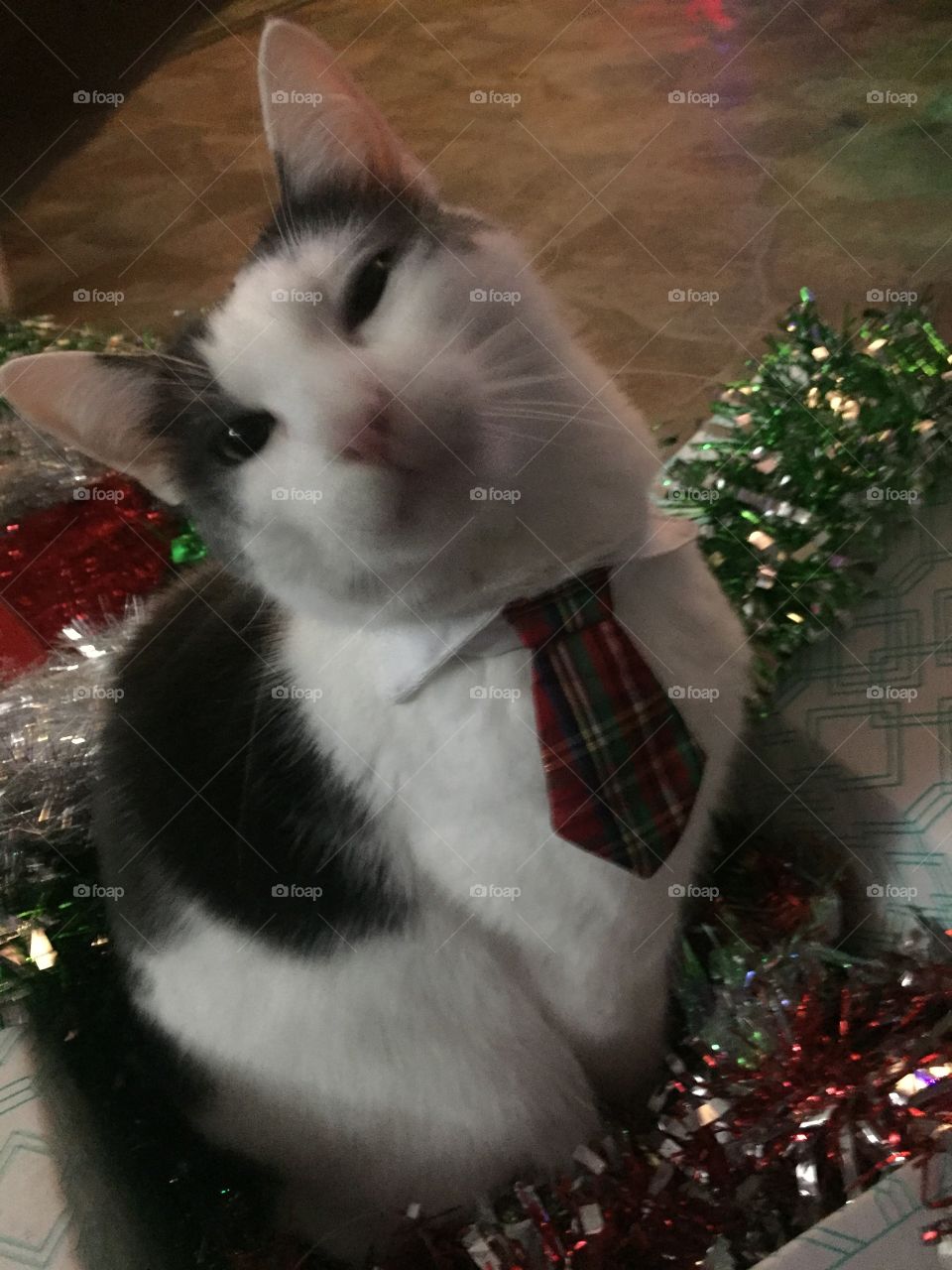 Pleased Christmas Kitty
