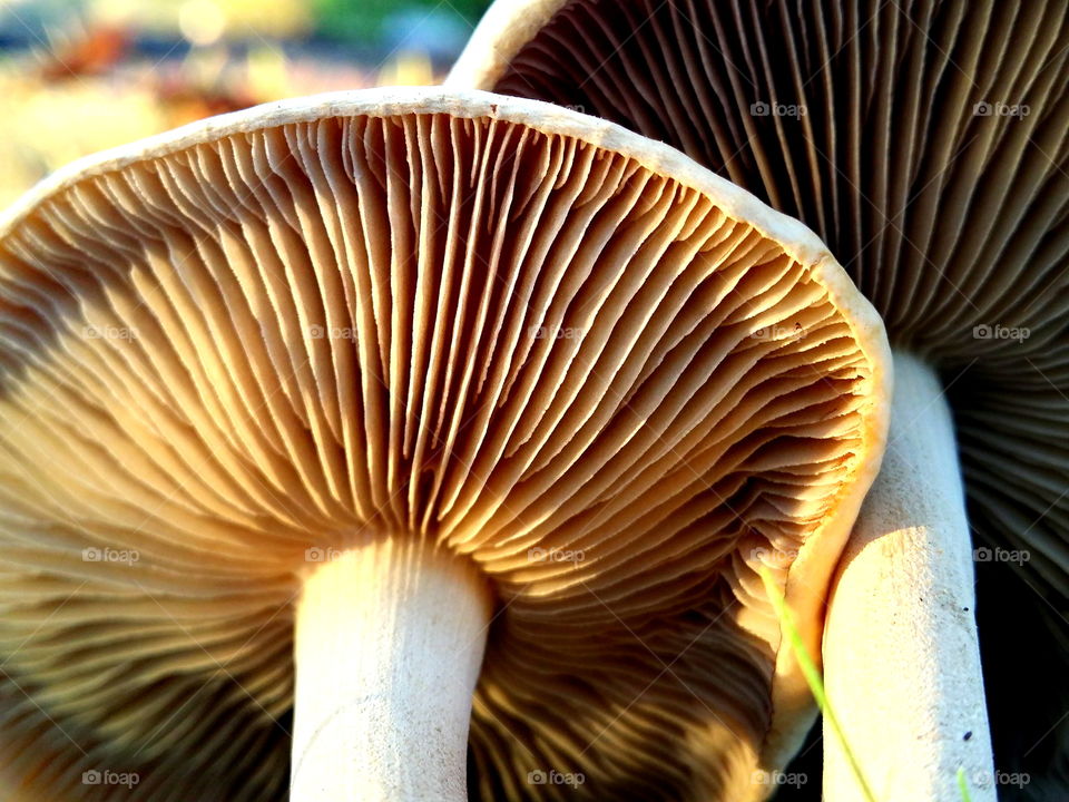 Extreme close-up of oyster mushroom