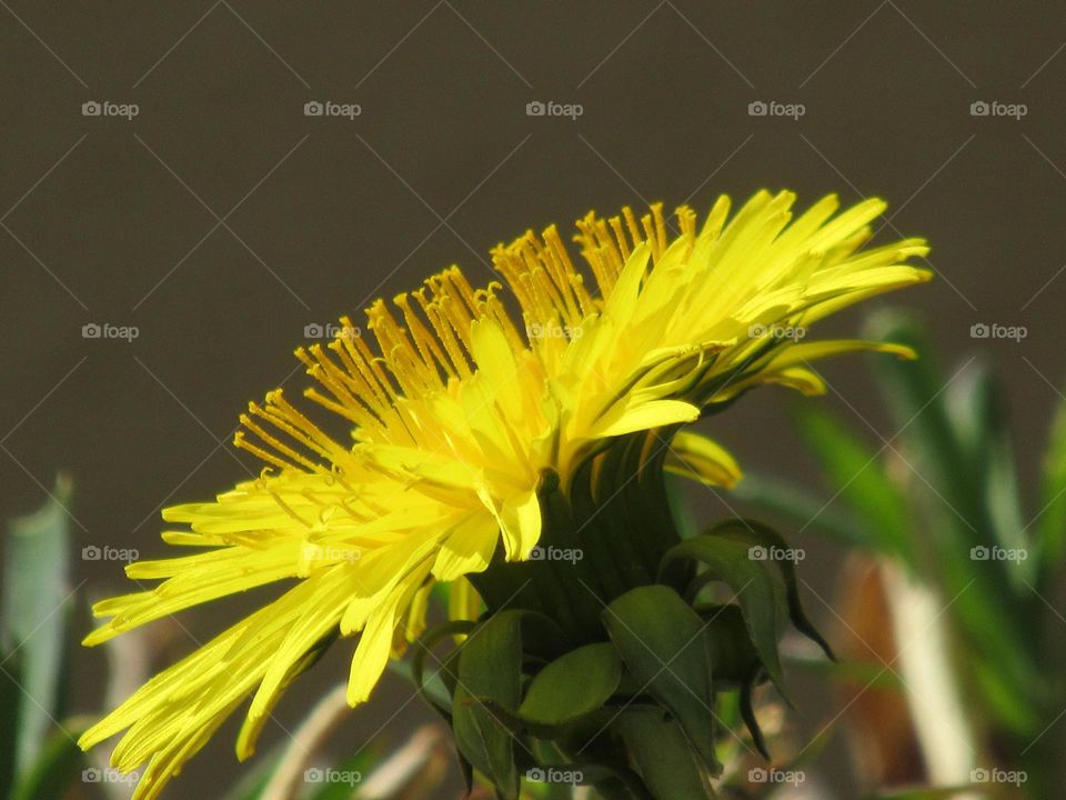 vibrant dandelion 💛🤎