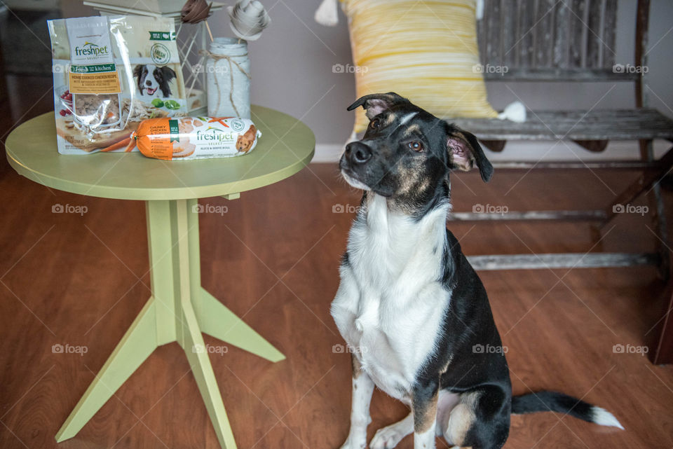 Mixed breed pet terrier dog sitting next to dog food indoors
