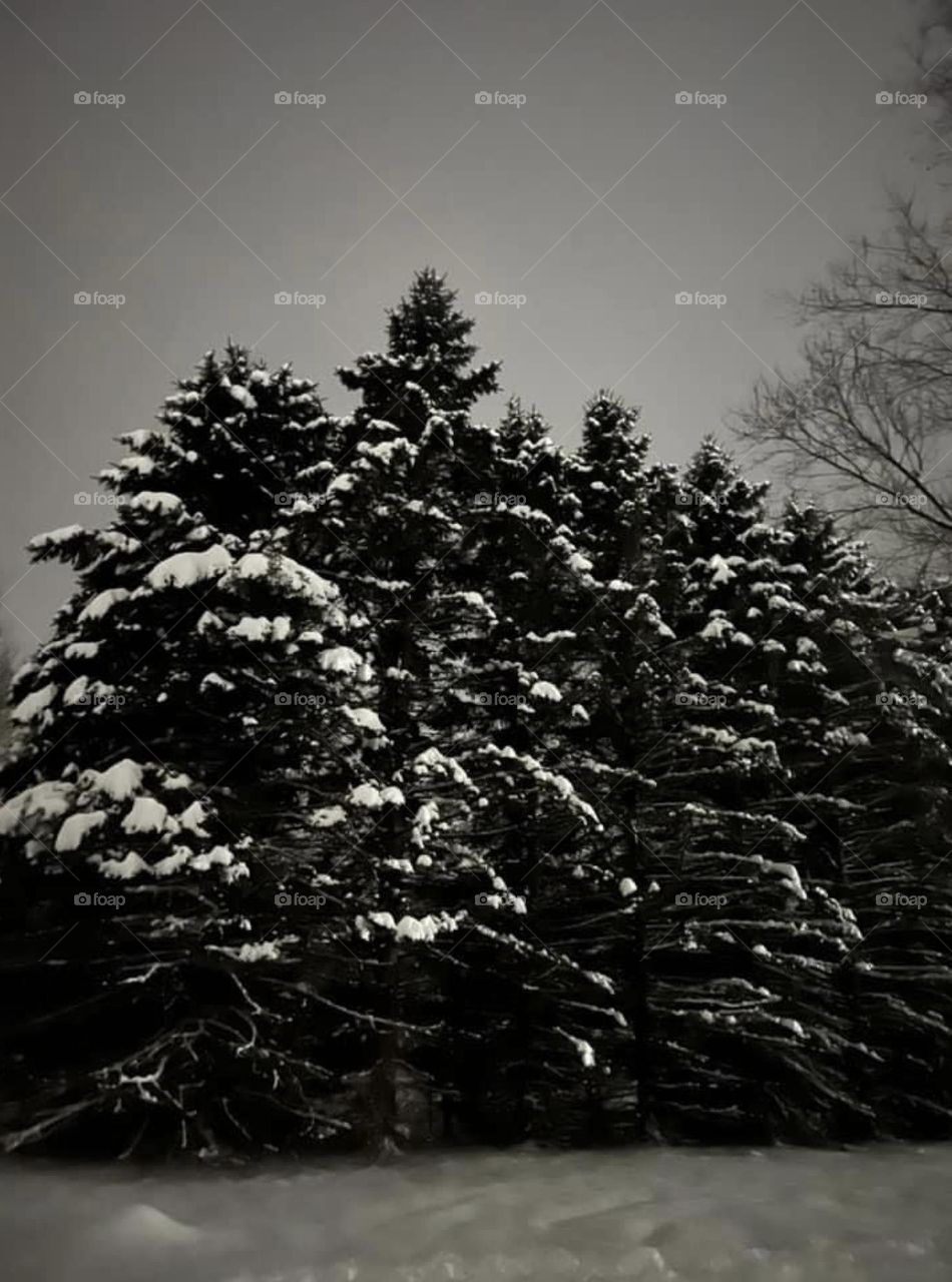 Night time view of snow blanketed pine trees