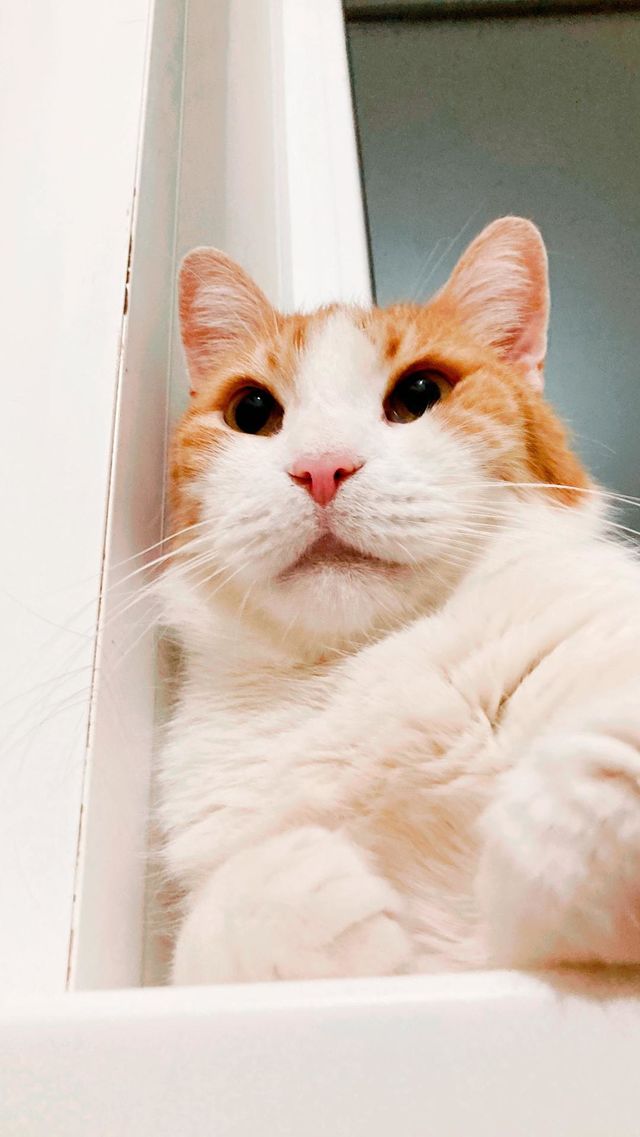Lazy cat