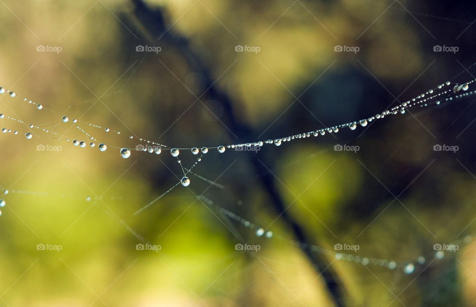 Macro shot water droplets