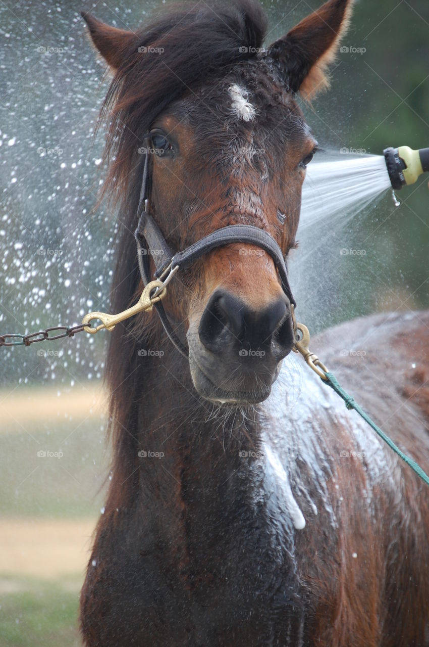 equine washdown