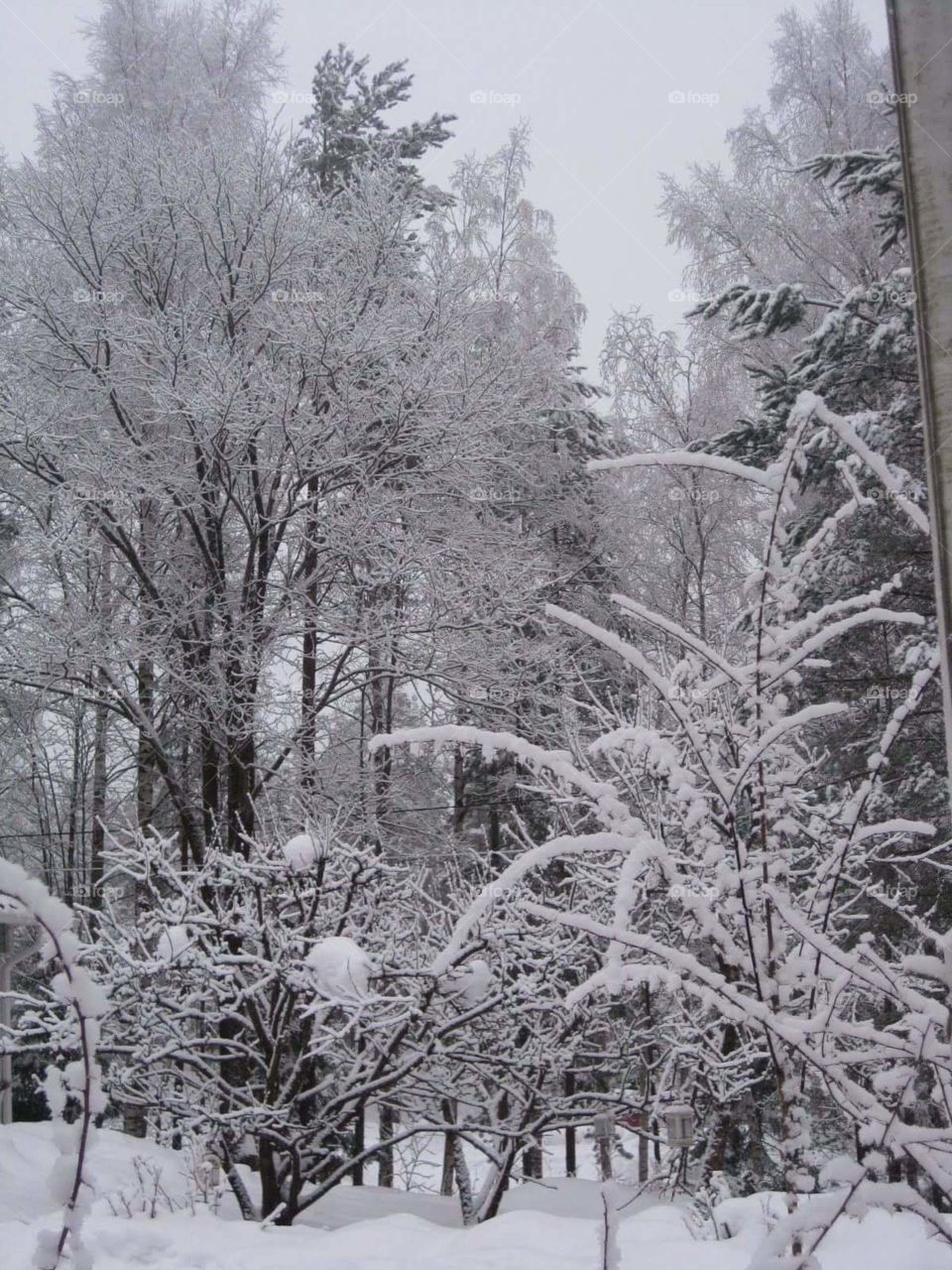 Winter, Snow, Frost, Cold, Frozen