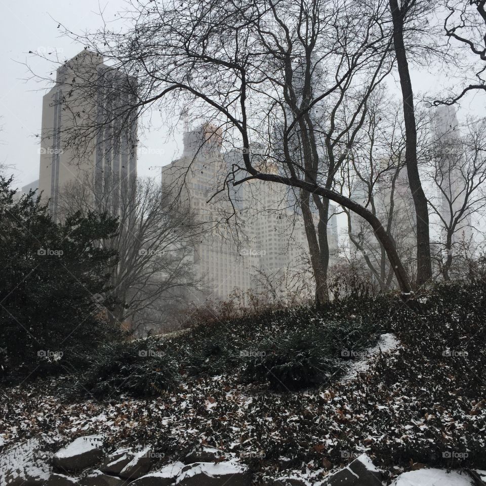 central park in the snow