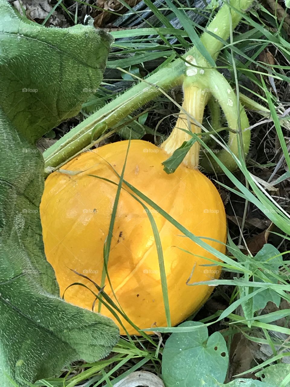 Baby pumpkin