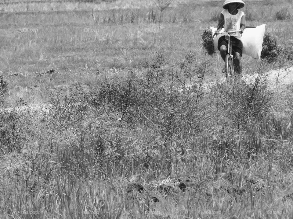 a farmer is pedaling his bicycle home from his field bringing grass to feed his cattle
