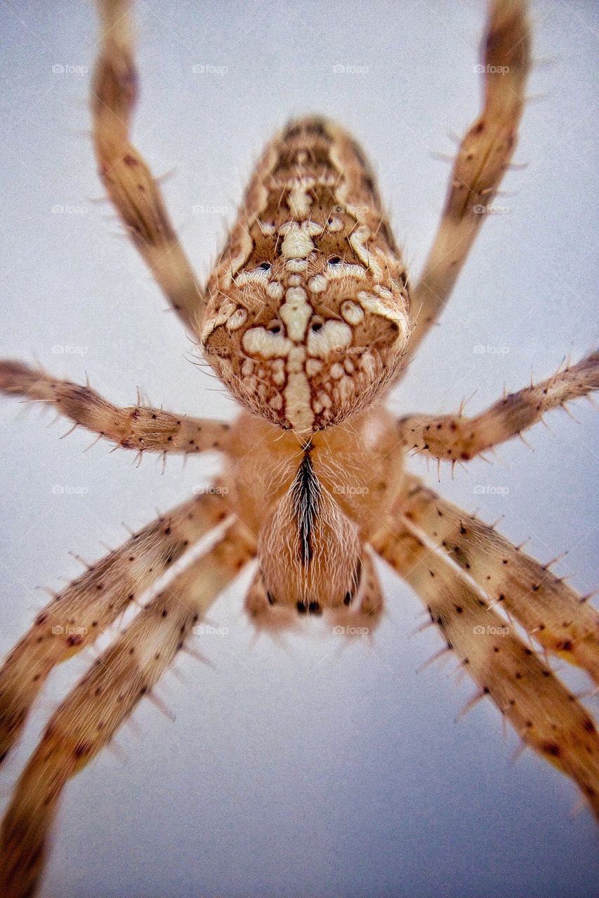 Spider macro