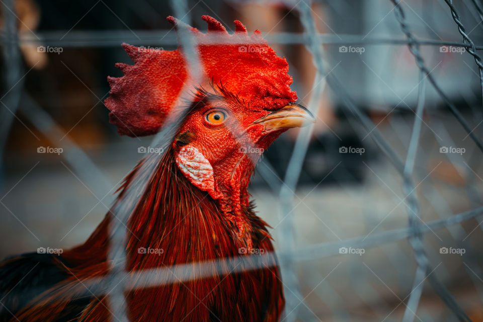 male chicken. Vietnamese pet. Rooster